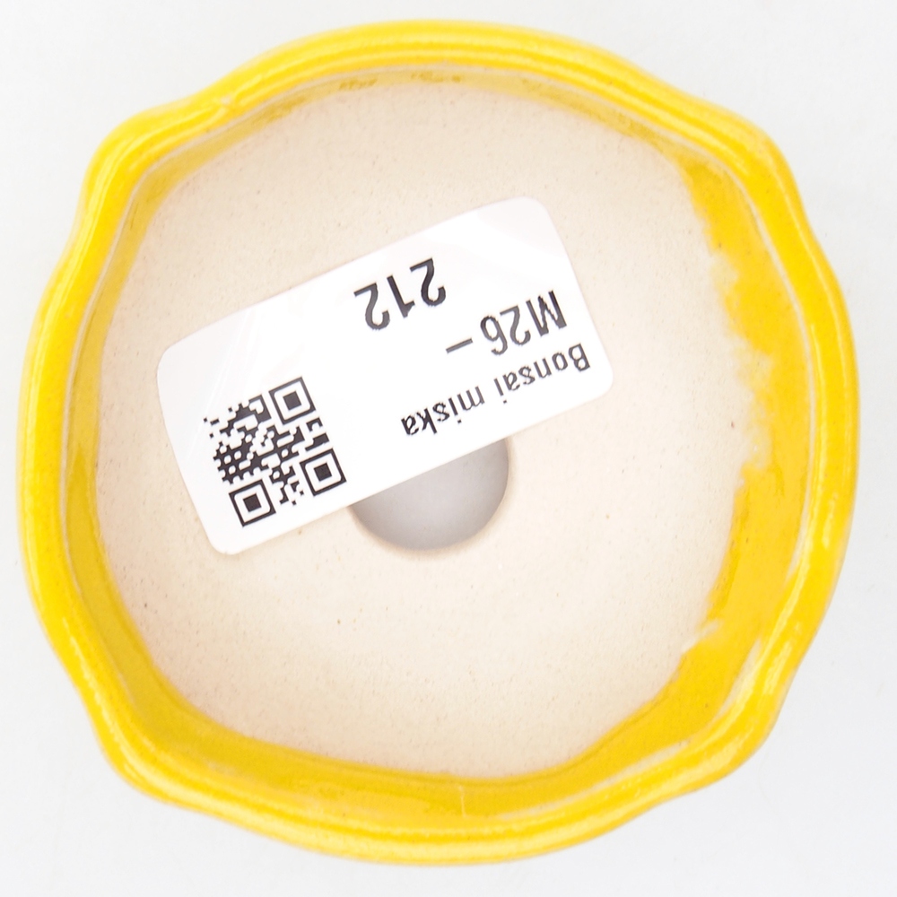 Mini bonsai 6,5 x 6,5 x 2,5 cm, giallo