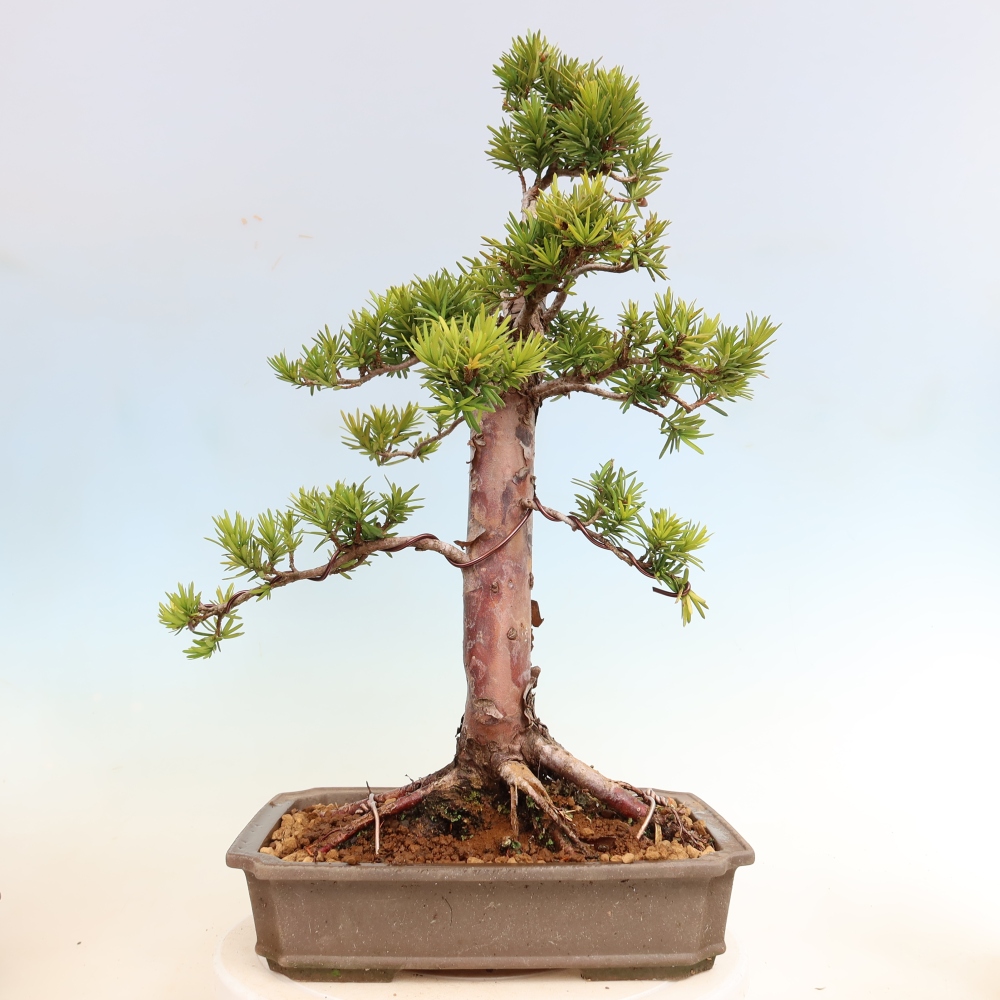 Bonsai da esterno - Taxus cuspidata - Tasso giapponese