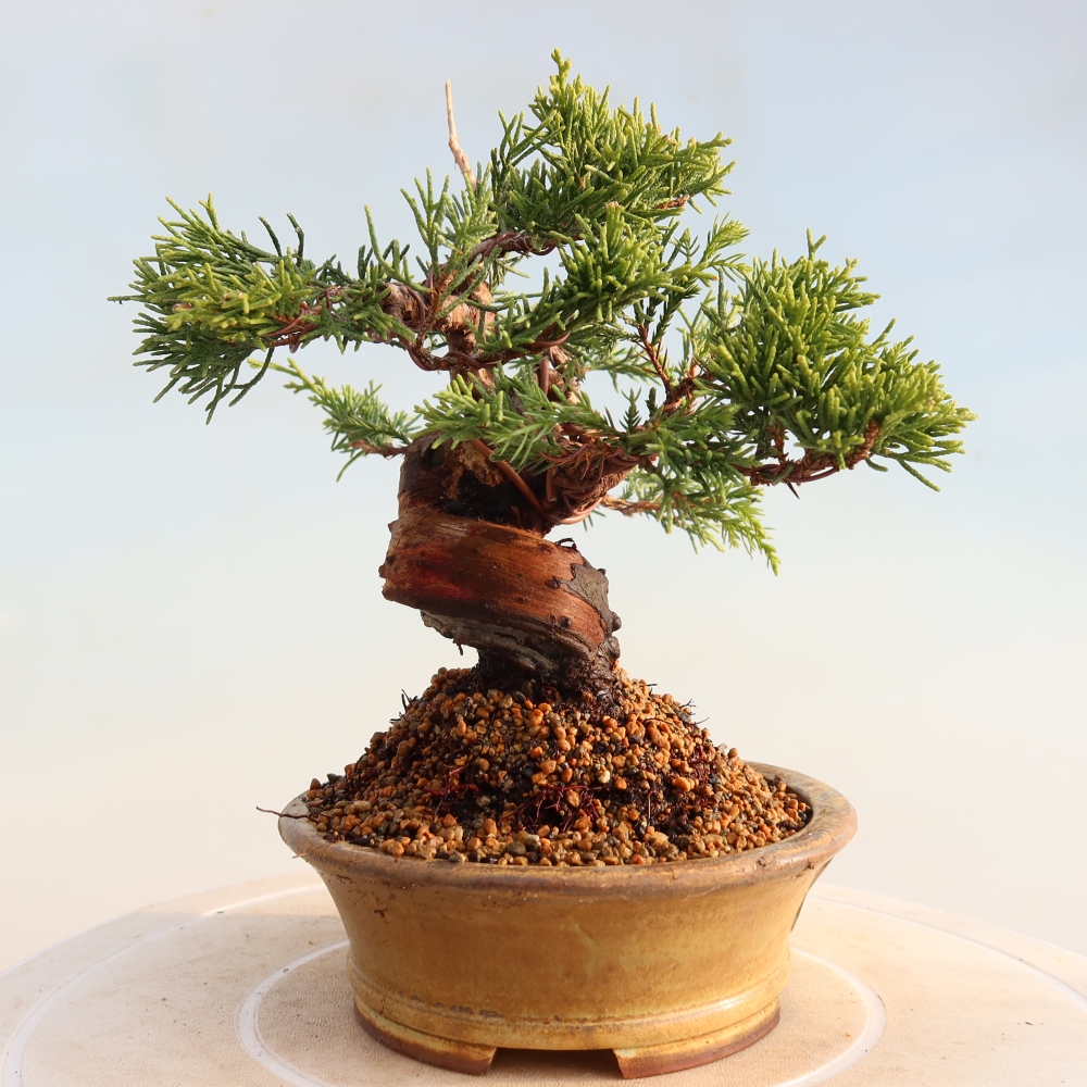 Bonsai da esterno - Juniperus chinensis Itoigawa