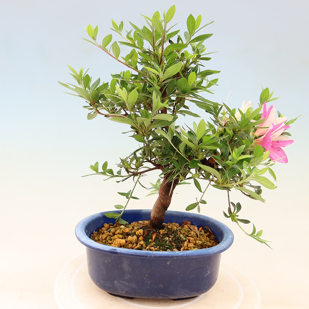 Bonsai da esterno - Azalea giapponese - Azalea a mano