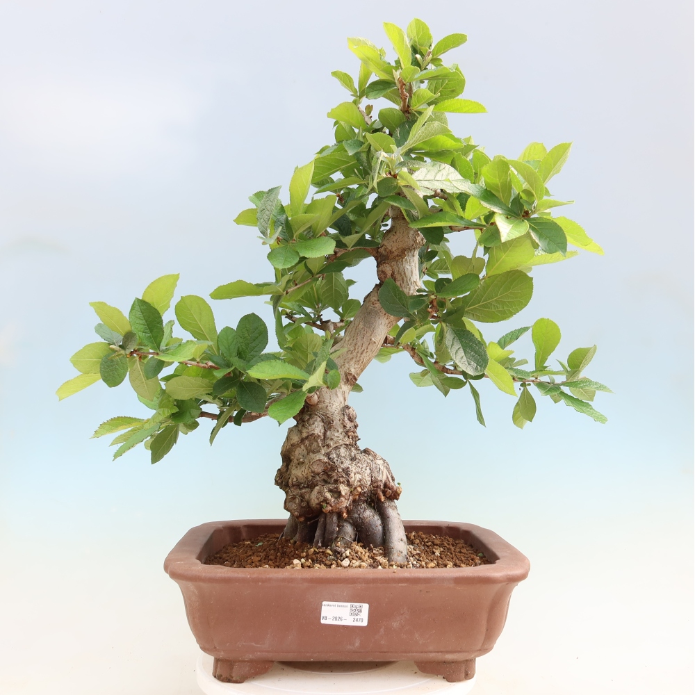 Bonsai da esterno - Photinia villosa
