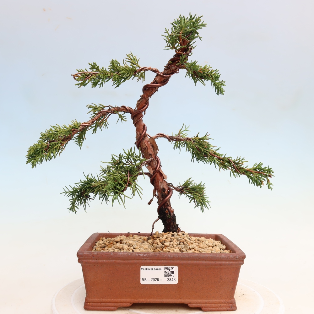 Bonsai da esterno - Juniperus chinensis Kishu