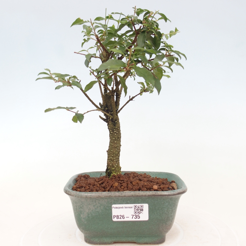 Camera bonsai - Malpighia coccigera- Ciliegio di Barbor