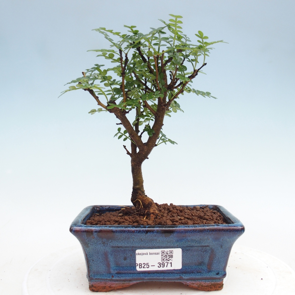 Camera bonsai - Zantoxylum piperitum - albero del pepe