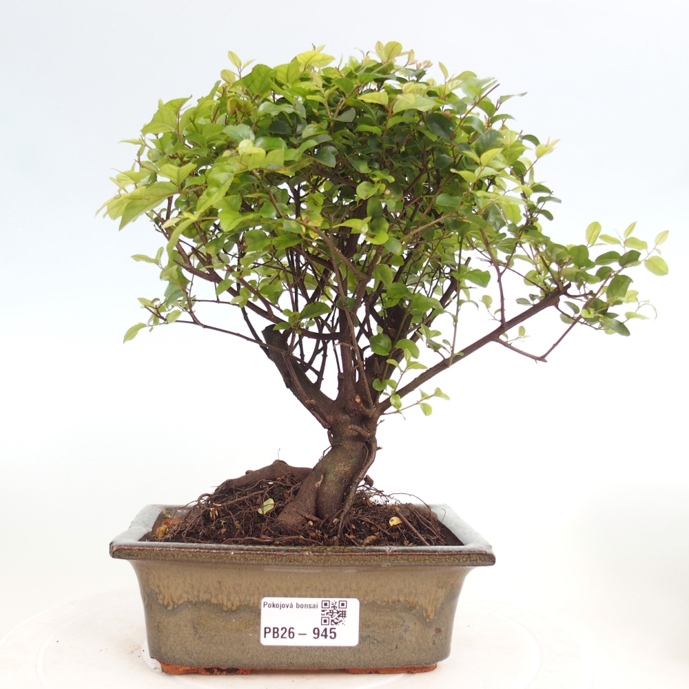 Camera bonsai - Sageretia thea - Sageretia thea