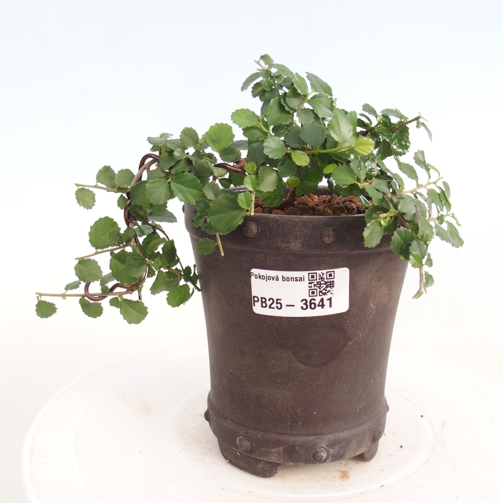 Camera bonsai - Grewia sp. - Grewia malafolia