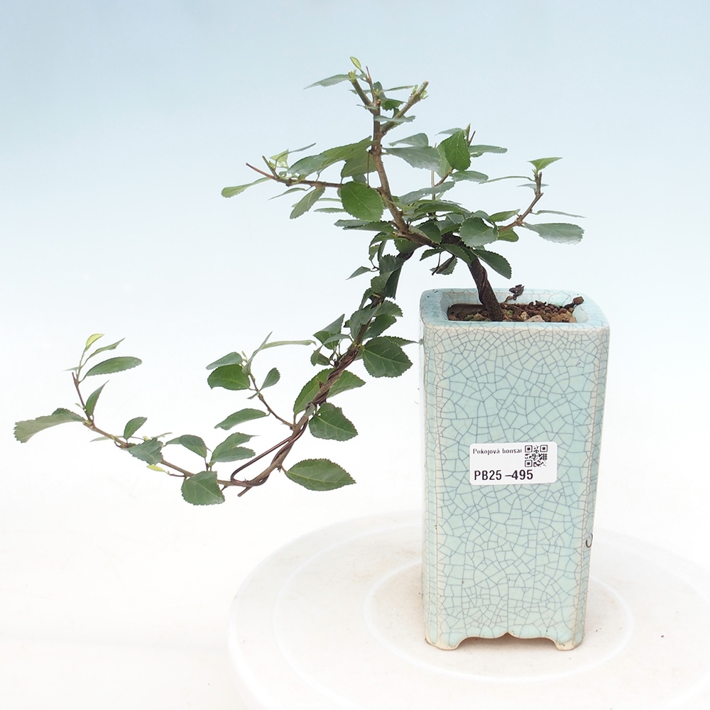 Bonsai da interno - Grewia occidentalis - Stella marina della lavanda