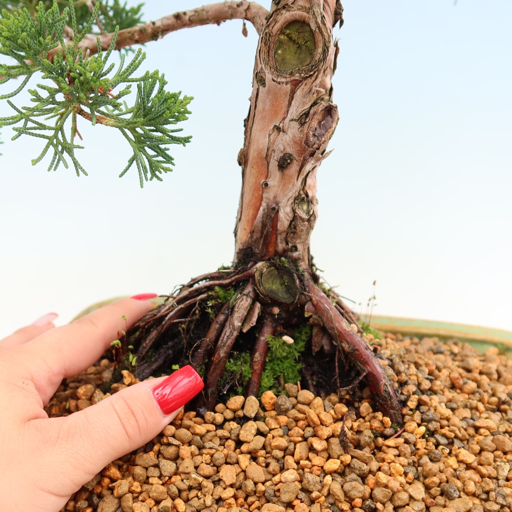 Bonsai da esterno - Juniperus chinensis Kishu