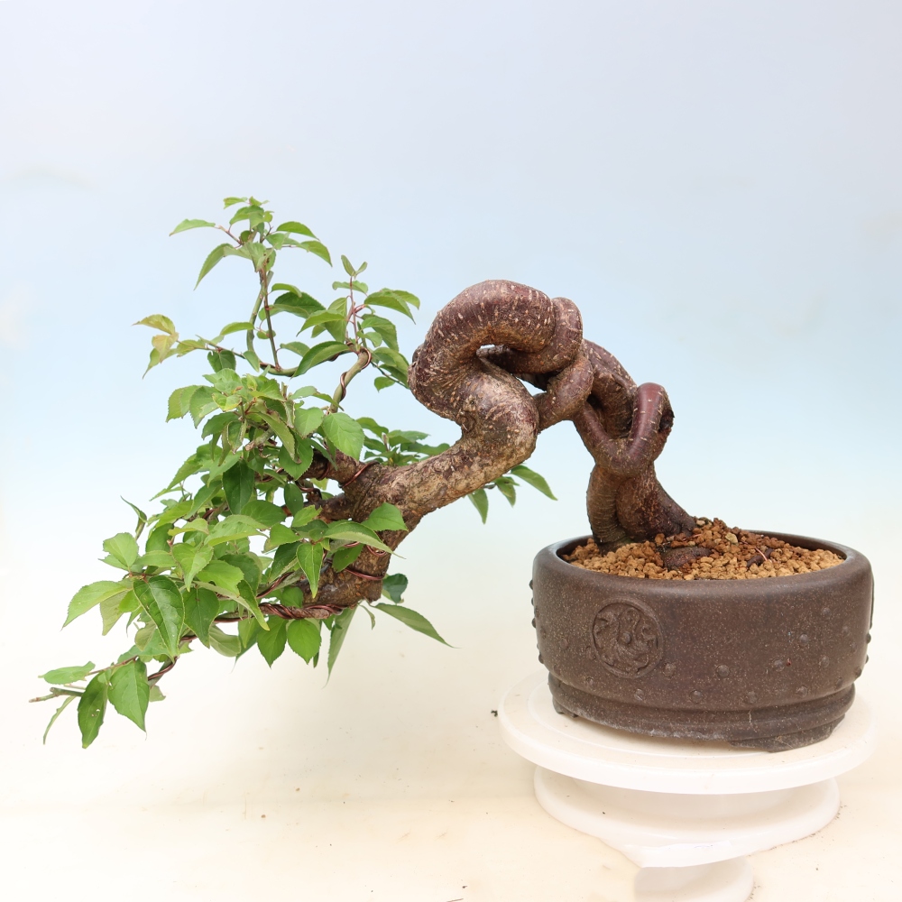 Bonsai da esterno - Albicocco giapponese - Prunus Mume