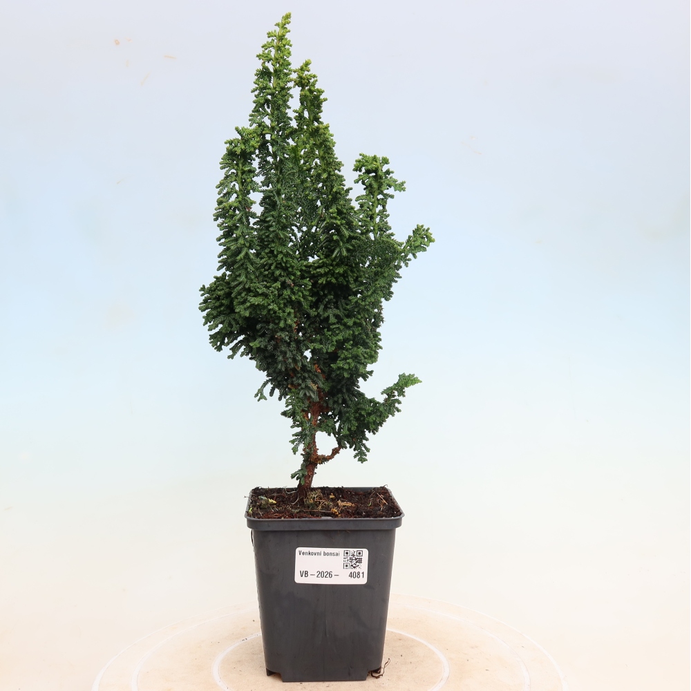 Bonsai da esterno - Cham. obtusa SEKKA HINOKI - Cipresso