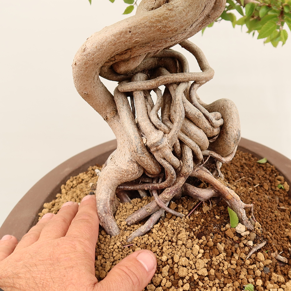 Bonsai da esterno -Carpinus Coreana - Carpino coreano
