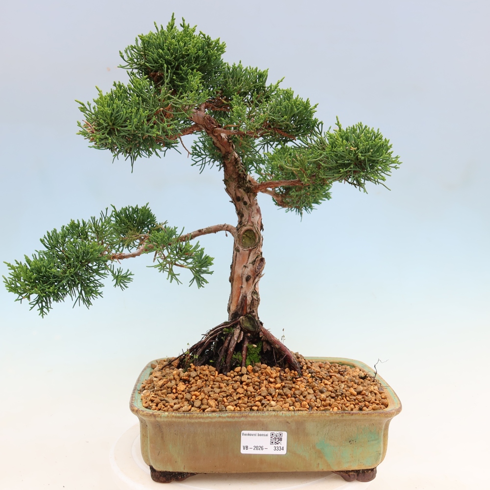 Bonsai da esterno - Juniperus chinensis Kishu