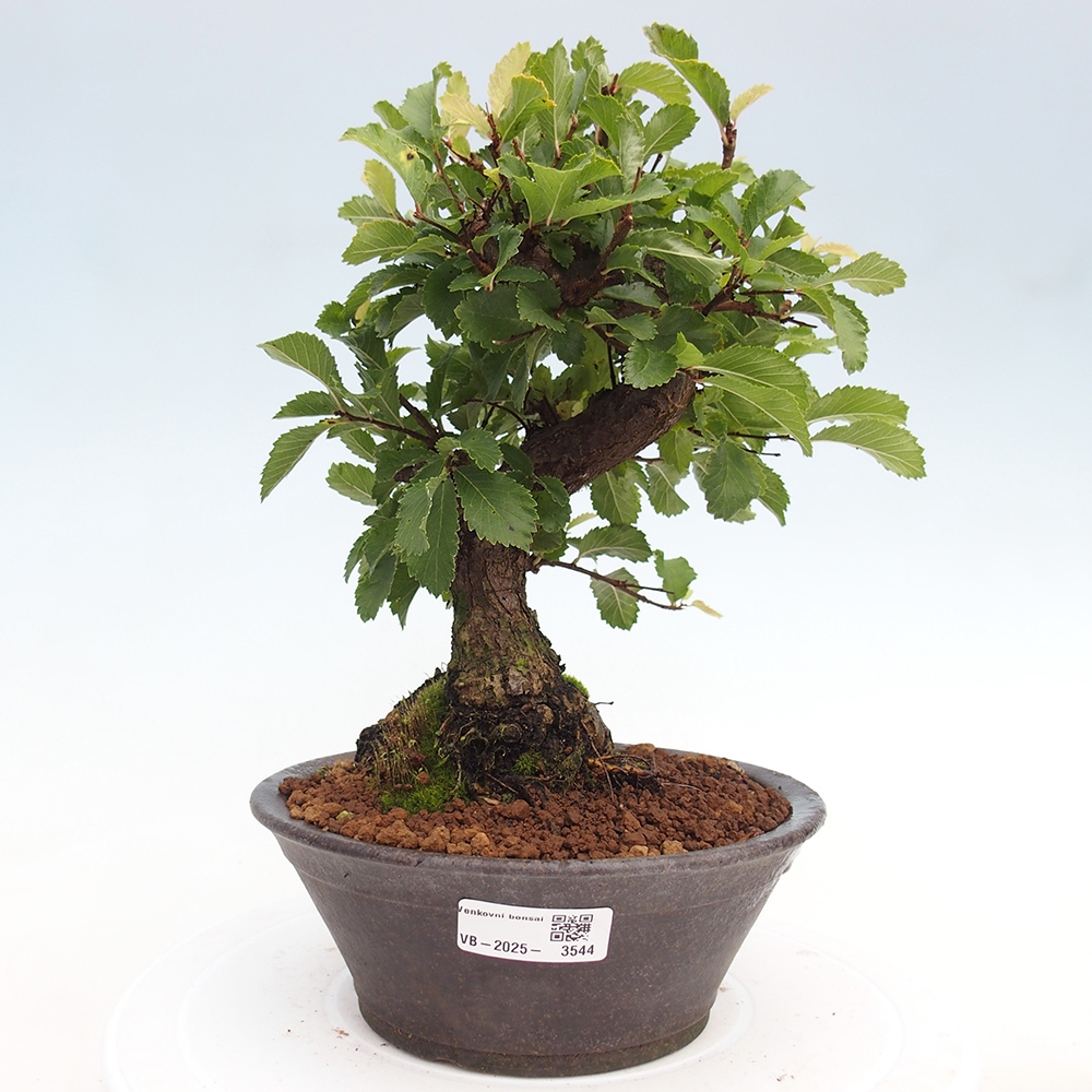 Bonsai da esterno - Zelkova - Zelkova NIRE