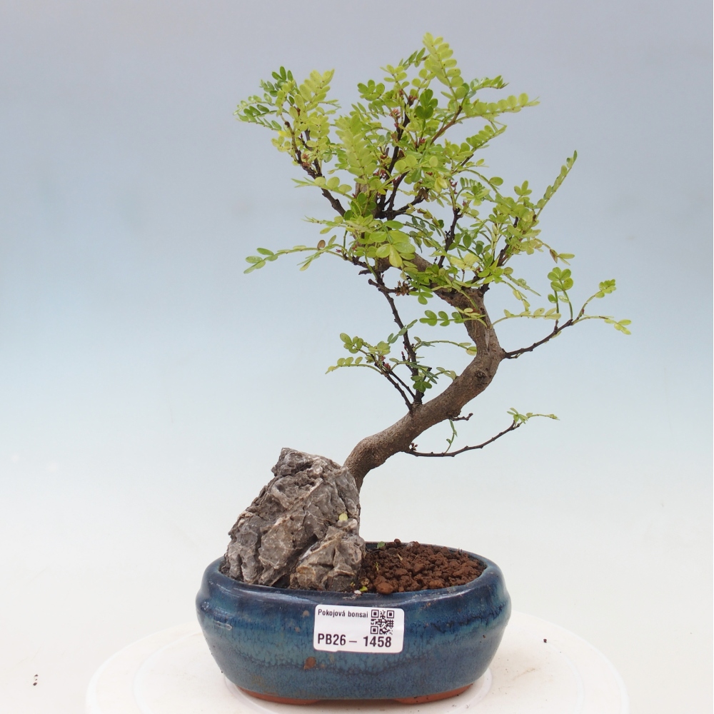 Camera bonsai - Zantoxylum piperitum - albero del pepe
