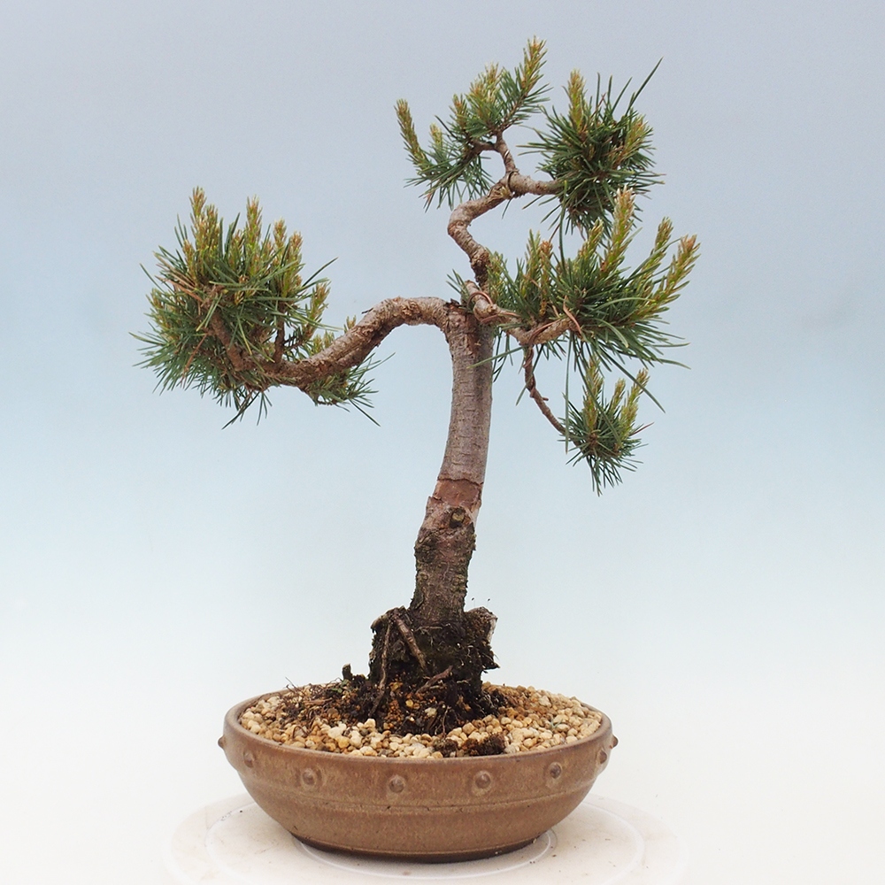 Bonsai da esterno - Pinus Sylvestris Watererri - Pino silvestre