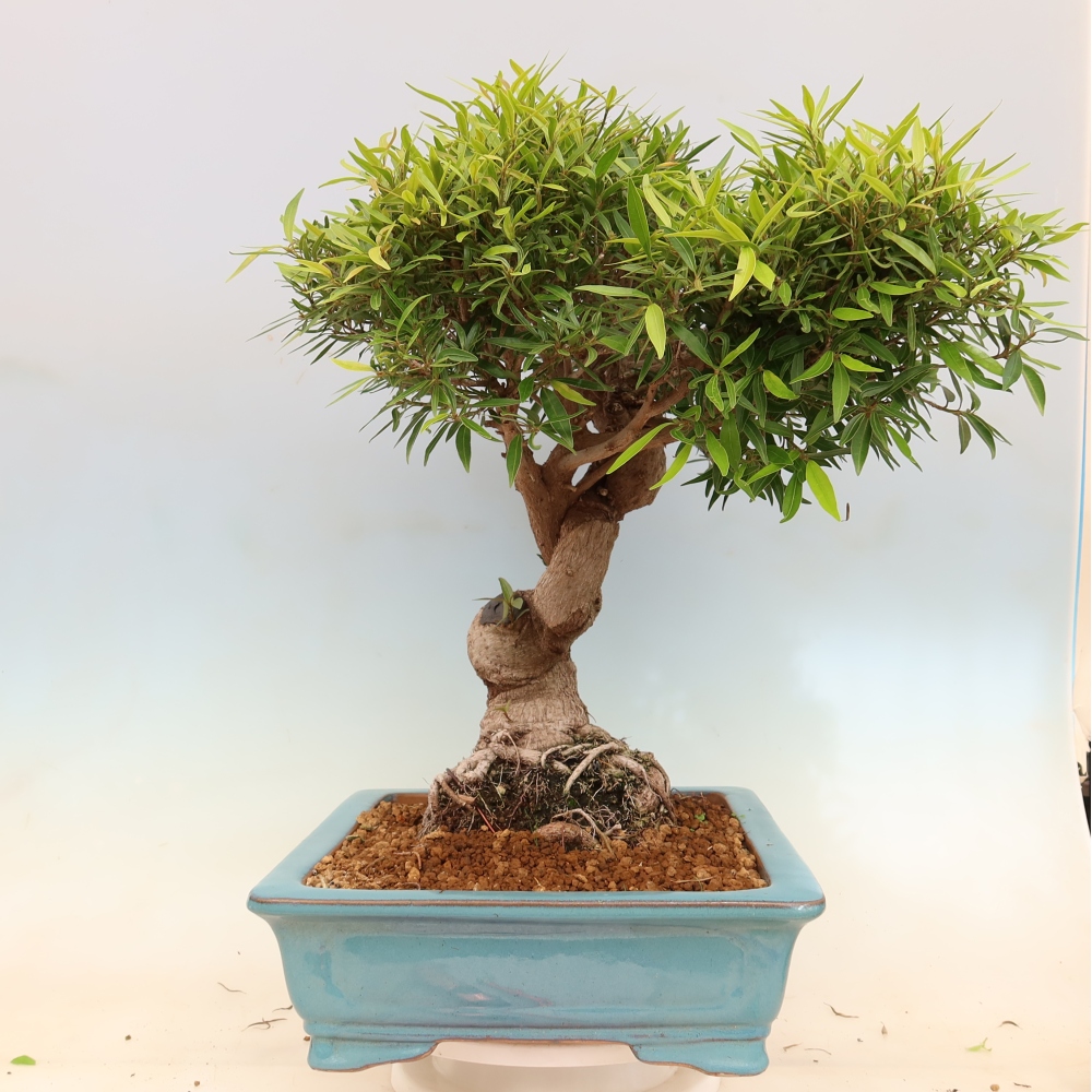 Camera bonsai - Ficus nerifolia - ficus a foglie piccole