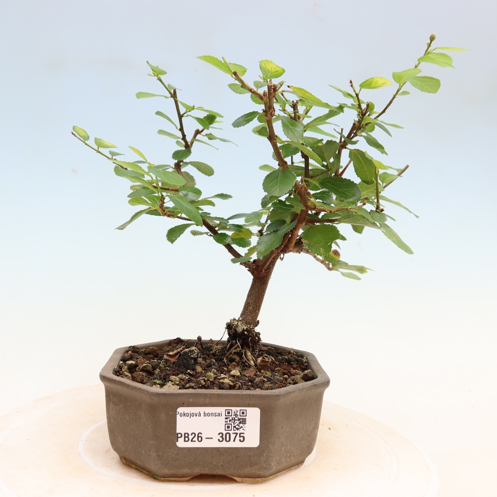 Bonsai da interno - Grewia occidentalis - Stella di mare alla lavanda