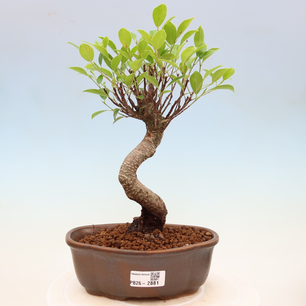 Camera bonsai - Ficus kimmen - ficus a foglie piccole