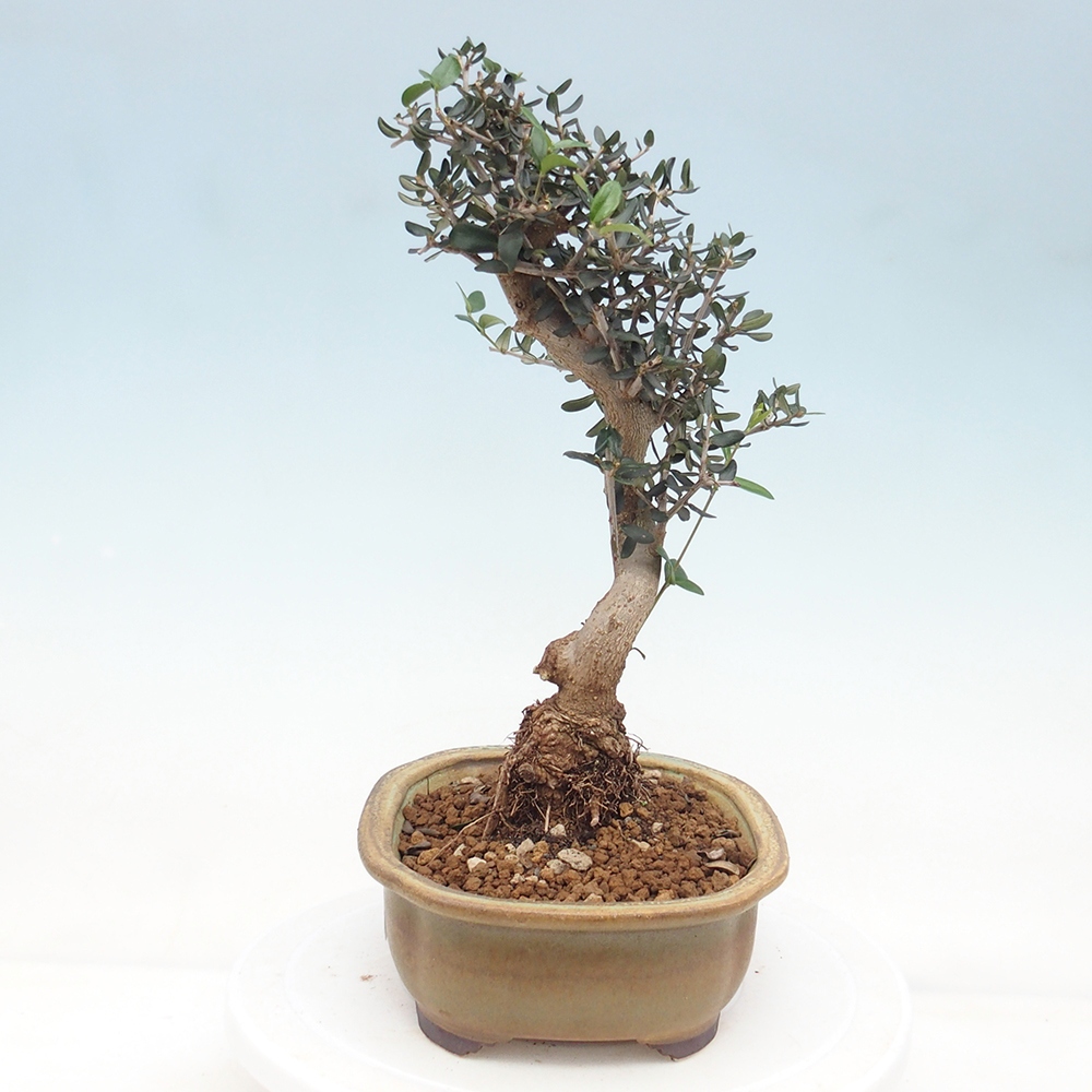Bonsai da interno - Olea europaea sylvestris