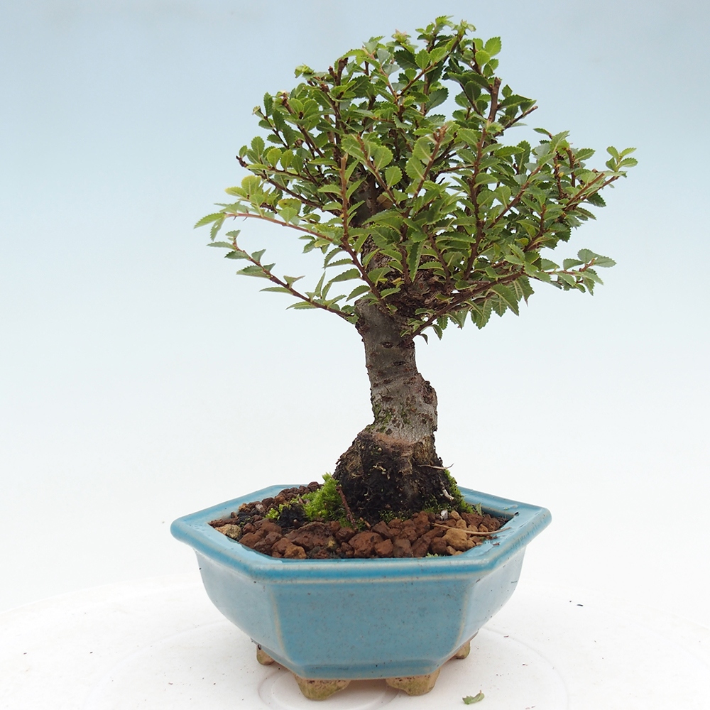 Bonsai da esterno - Ulmus parvifolia Hokkaido - Olmo cinese