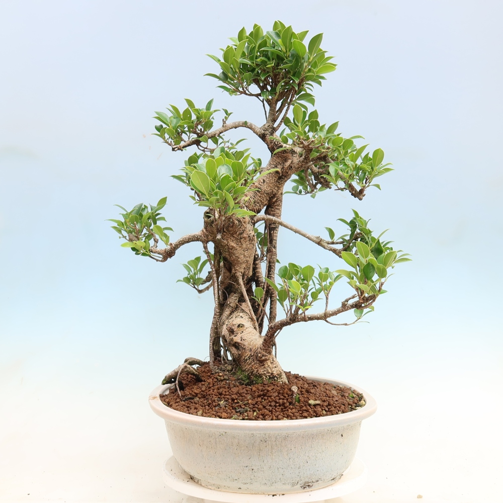 Camera bonsai - Ficus kimmen - ficus a foglie piccole