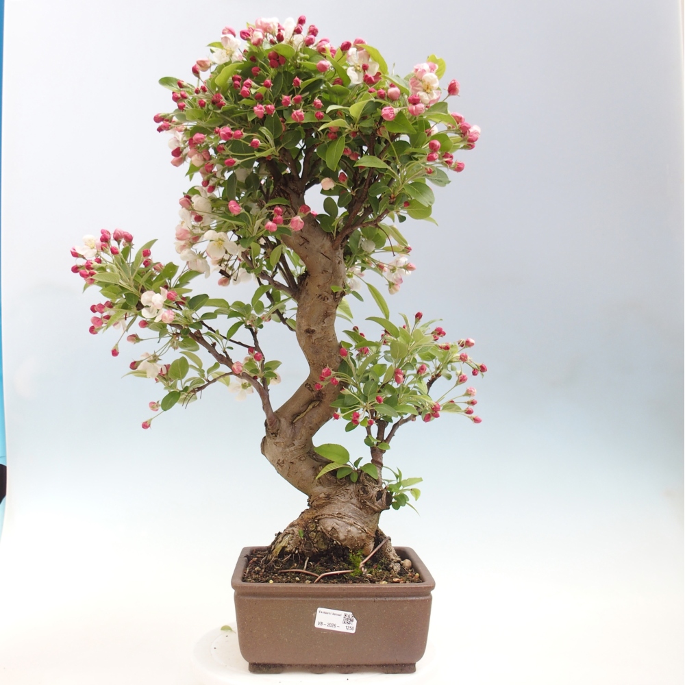 Bonsai da esterno -Malus halliana - Melo a frutto piccolo