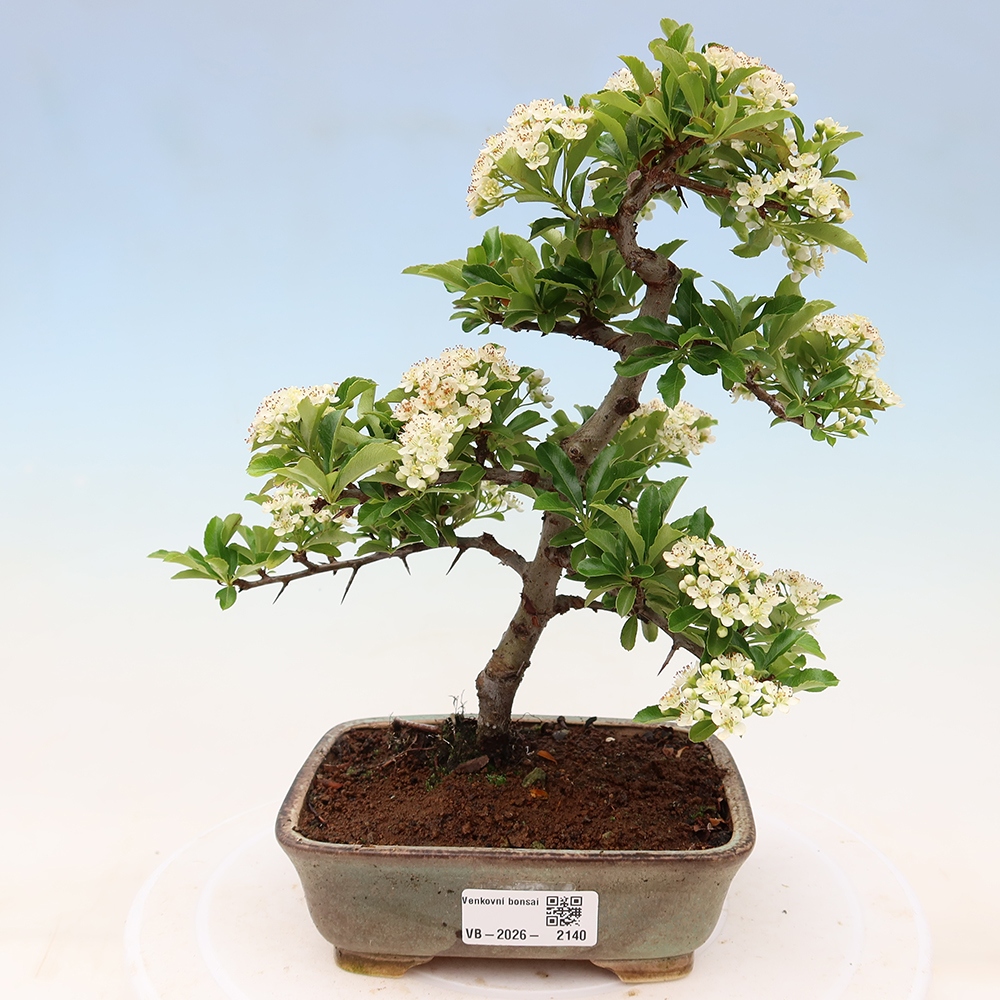 Bonsai da esterno - Pyracantha teton - Pyracantha scarlatta