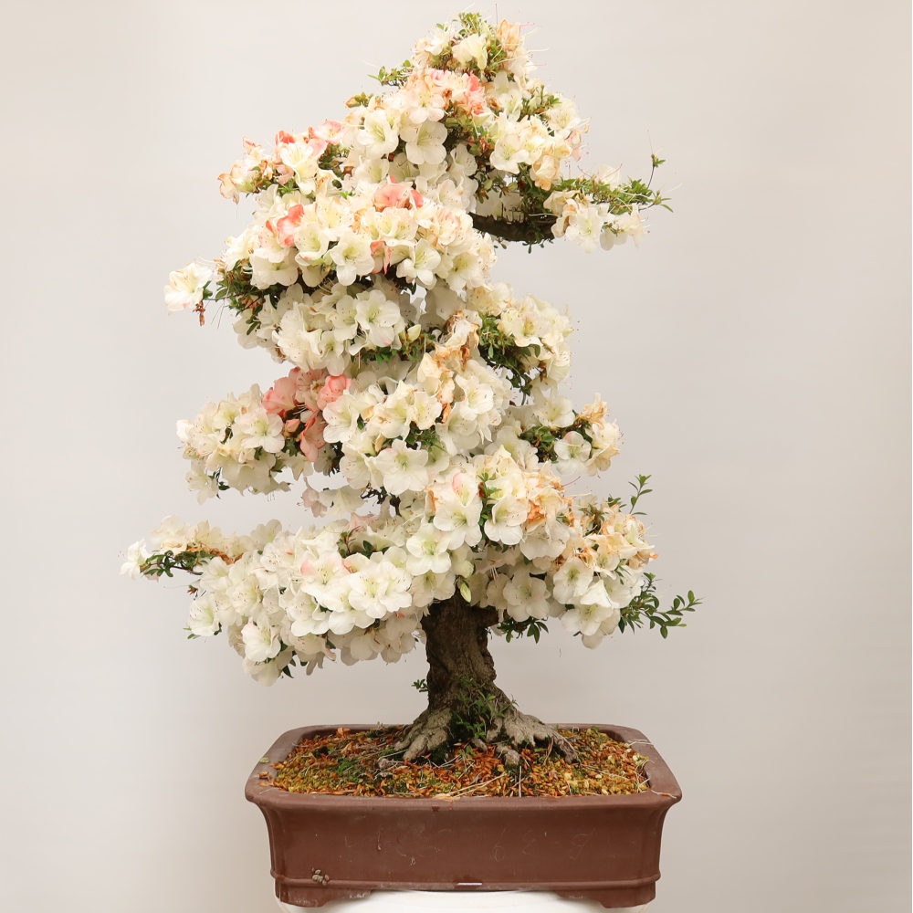 Bonsai da esterno - Azalea giapponese - Azalea Tochizumi