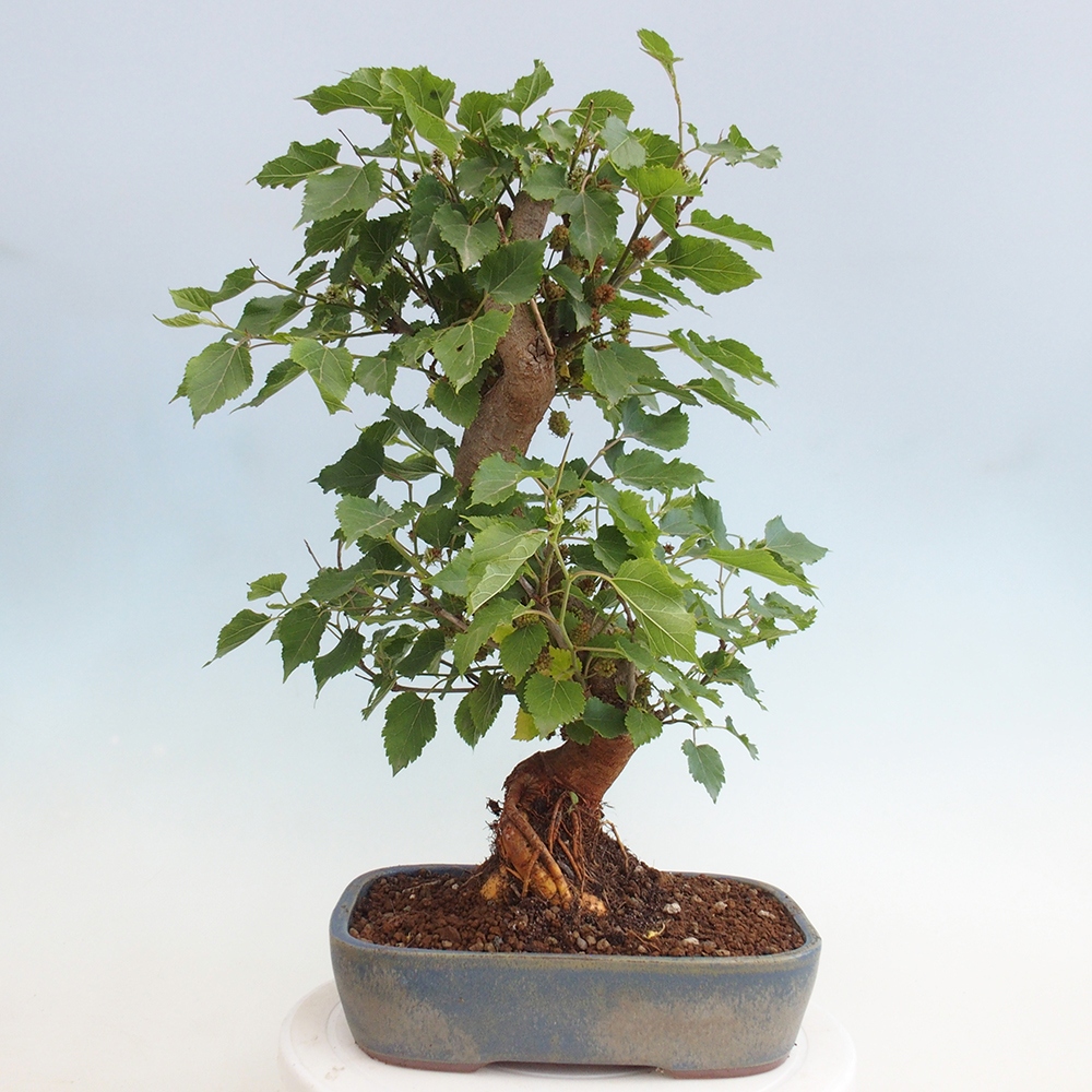 Bonsai da esterno -Morus alba - gelso