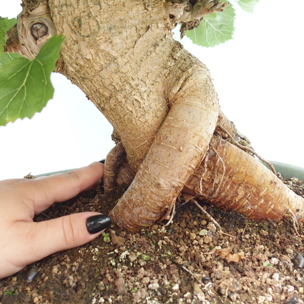 Bonsai da esterno -Morus alba - gelso