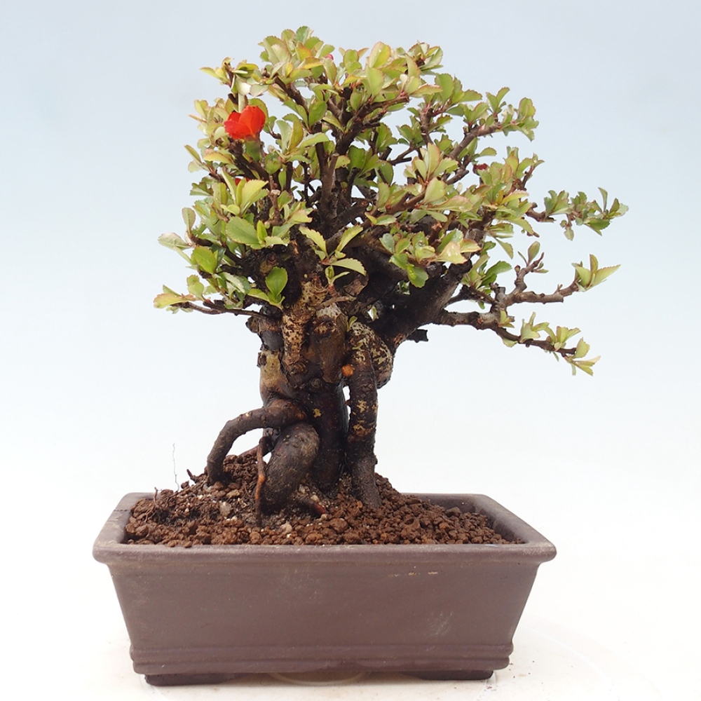 Bonsai da esterno - Chaneomeles speciosa - Cotogno