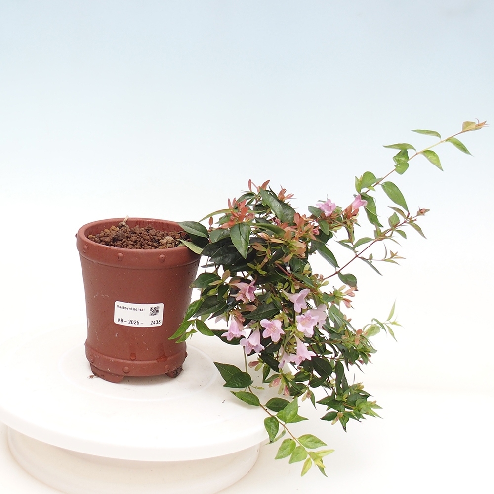 Bonsai da esterno - Abelia Grandiflora - Abelia grandiflora