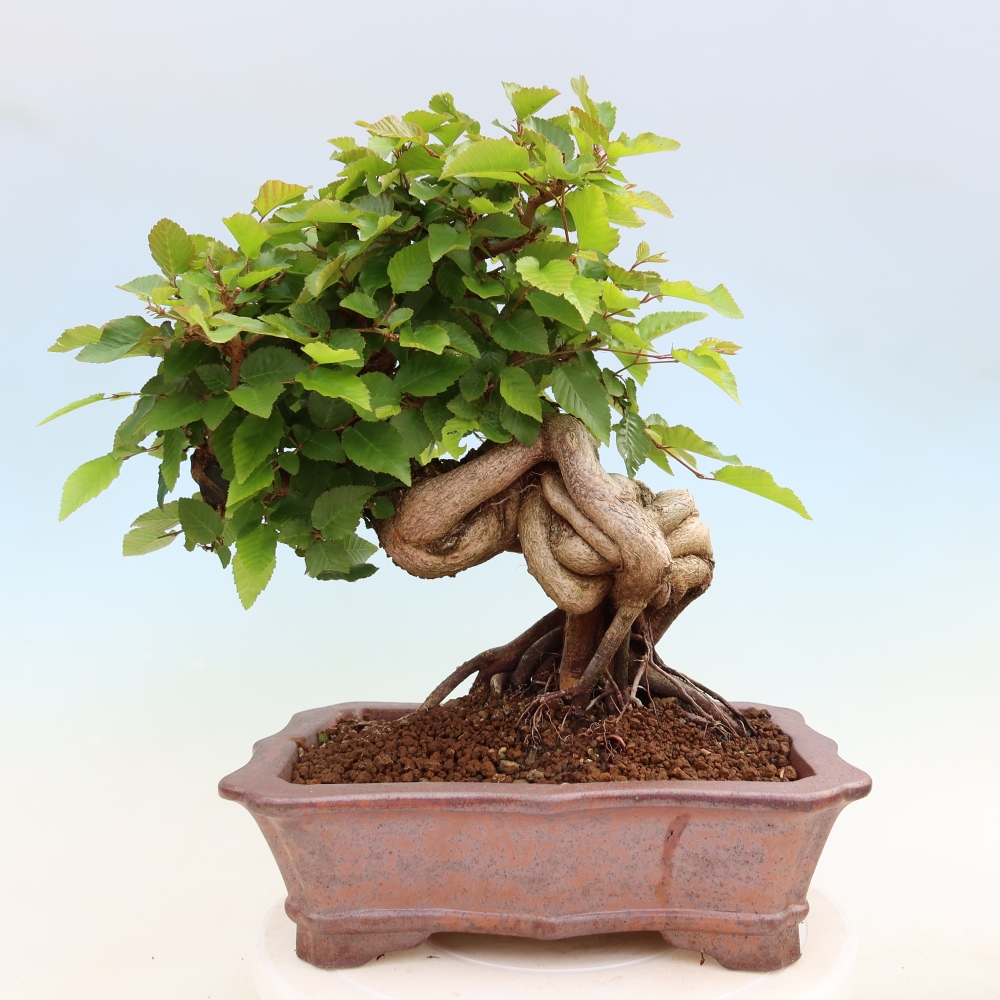 Bonsai da esterno -Carpinus Coreana - Carpino coreano