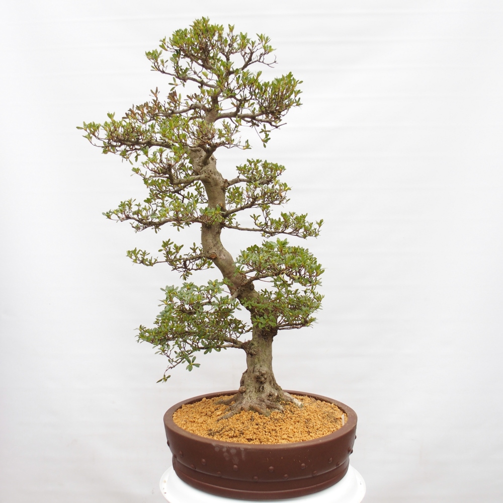Bonsai da esterno - Azalea giapponese - Azalea Ai-no-Tsuki