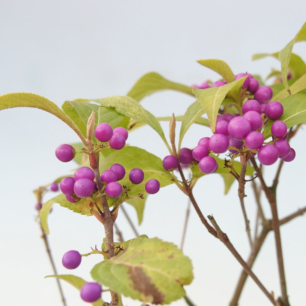 Bonsai da esterno - Callicarpa bodinierova profusione