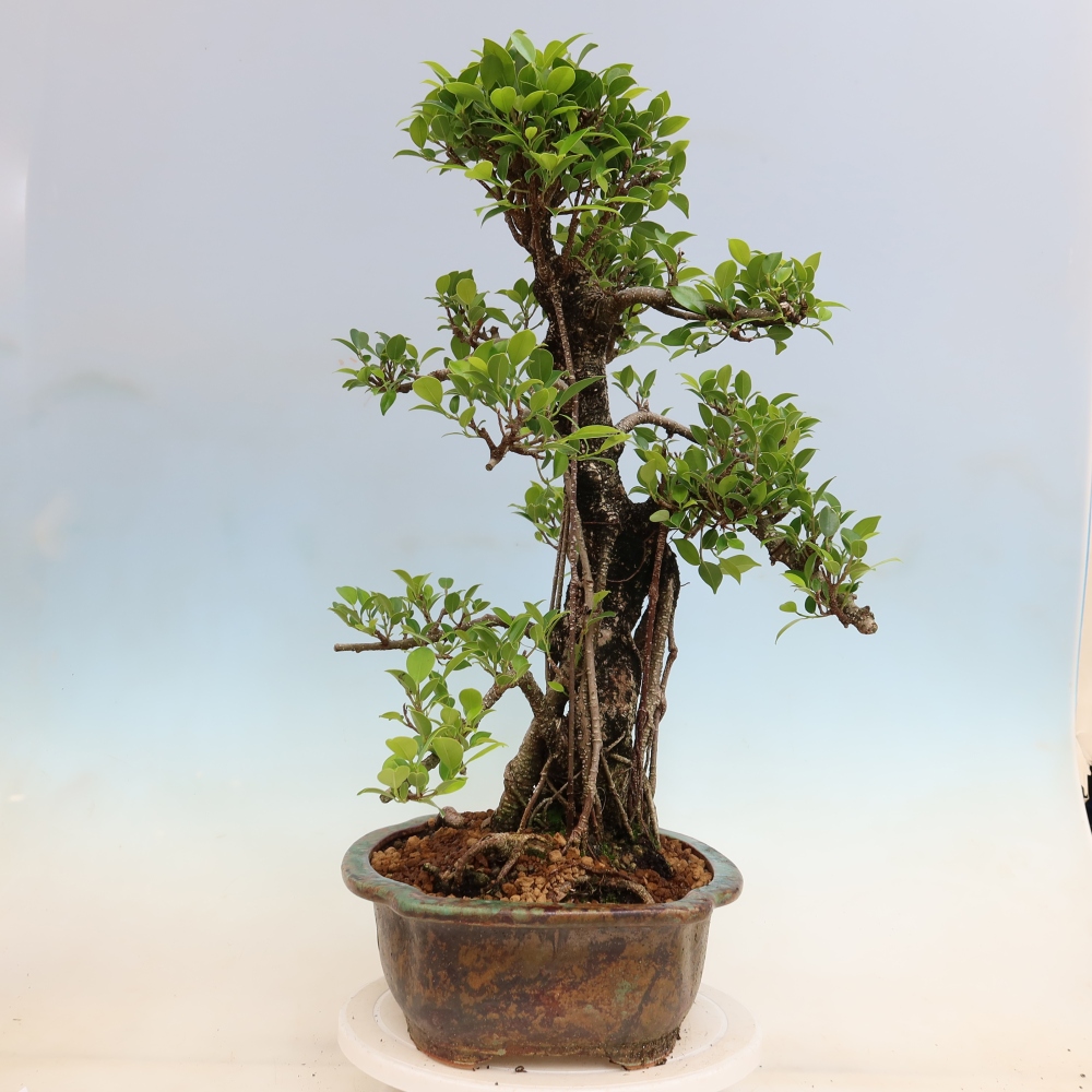Camera bonsai - Ficus kimmen - ficus a foglie piccole