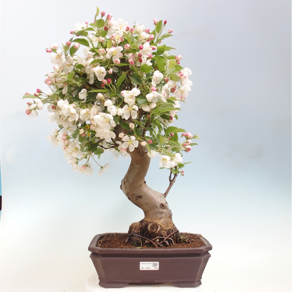 Bonsai da esterno -Malus halliana - Melo a frutto piccolo