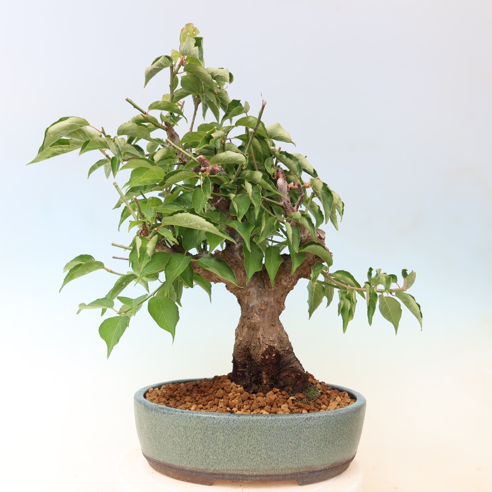 Bonsai da esterno - Albicocco giapponese - Prunus Mume