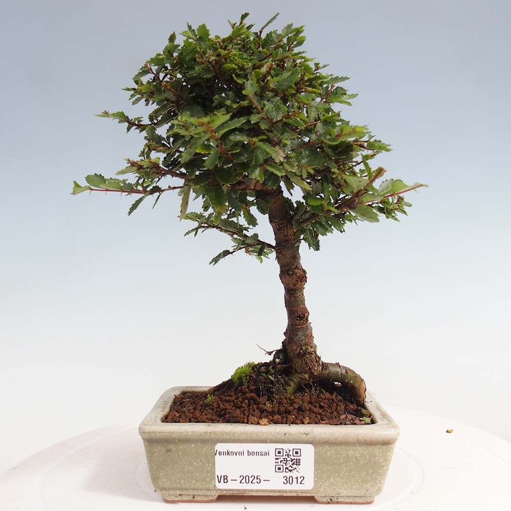 Bonsai da esterno - Ulmus parvifolia Sagei - Olmo a foglie piccole