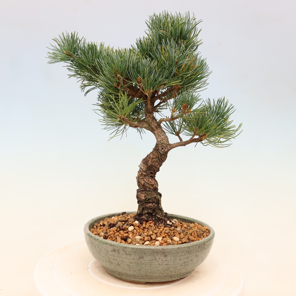 Bonsai da esterno - Pinus parviflora - Pinus parviflora