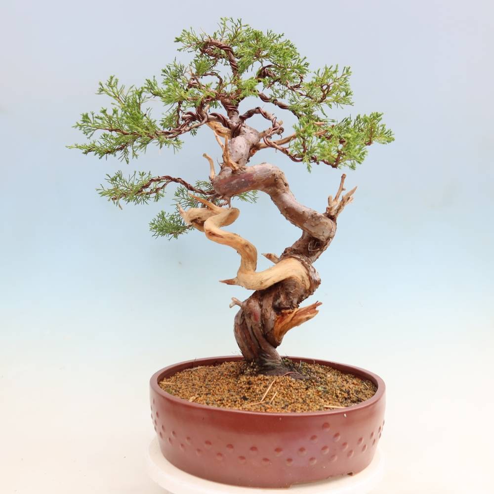 Bonsai da esterno - Juniperus chinensis Itoigawa-Juniperus chinensis