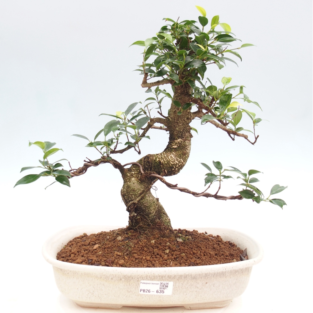 Camera bonsai - Ficus kimmen - ficus a foglie piccole