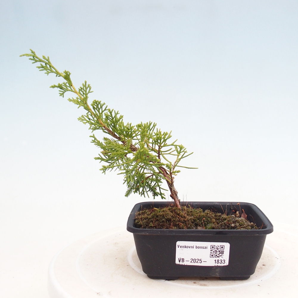 Bonsai da esterno - Juniperus chinensis Itoigawa