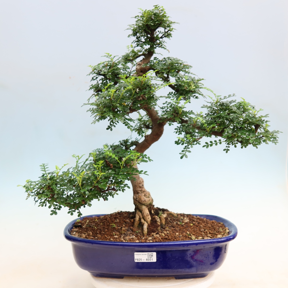Camera bonsai - Zantoxylum piperitum - albero del pepe