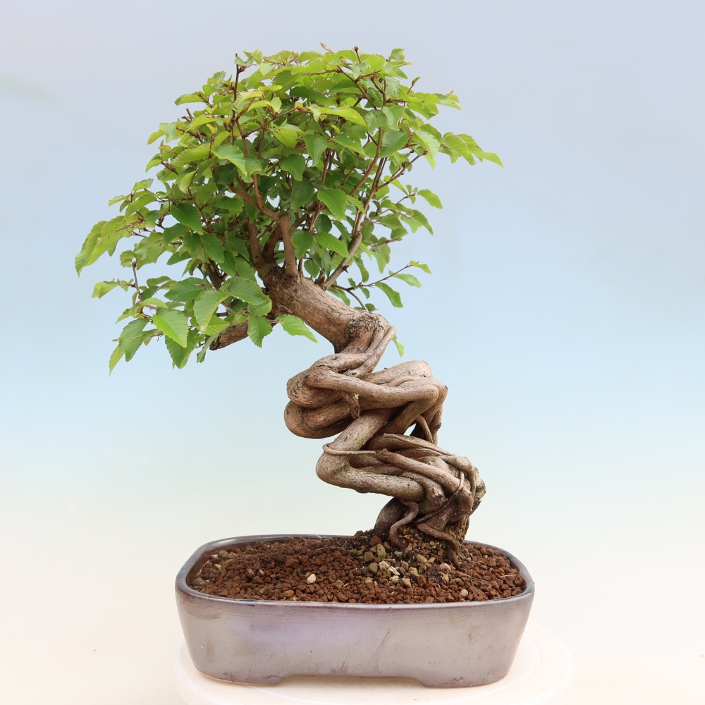 Bonsai da esterno -Carpinus Coreana - Carpino coreano