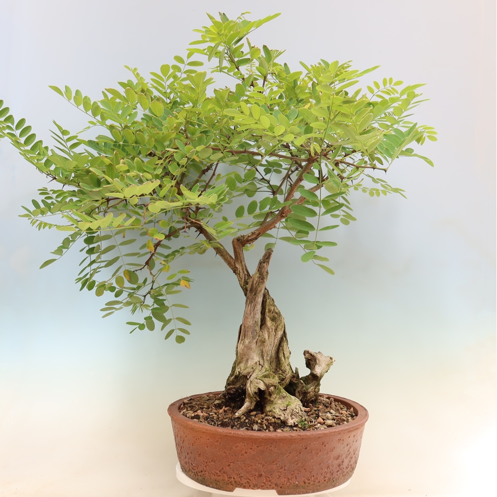Bonsai da esterno - Acacia spinosa - Robinia pseudoacacia