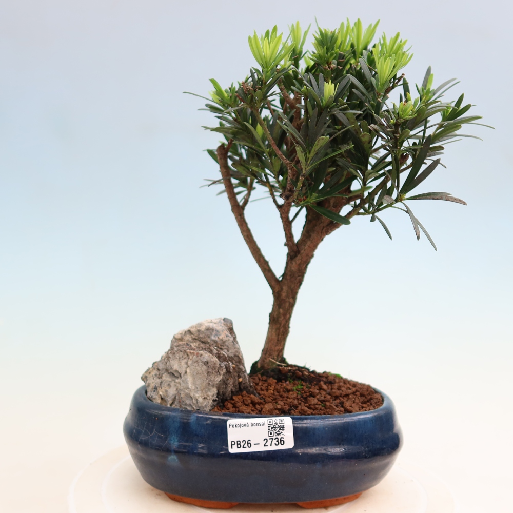 Camera bonsai - Podocarpus - Tasso delle pietre