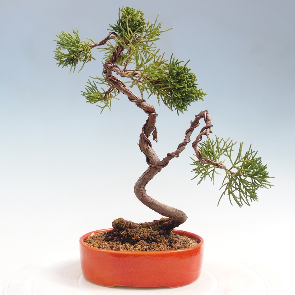 Bonsai da esterno - Juniperus chinensis Kishu