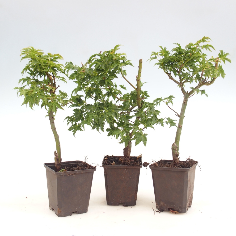 Bonsai da esterno -Javor palmate - Acer palmatum Shishigashira in contenitore