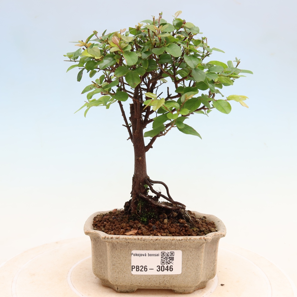 Camera bonsai - Sageretia thea - Sageretia thea